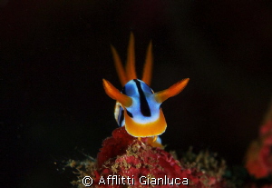 face of nembrotha.. by Afflitti Gianluca 